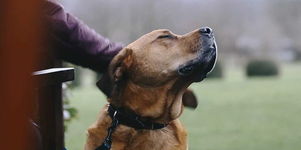 Featured image for Top Dogs Dream of a Devonshire Hotels’ Canine Retreat