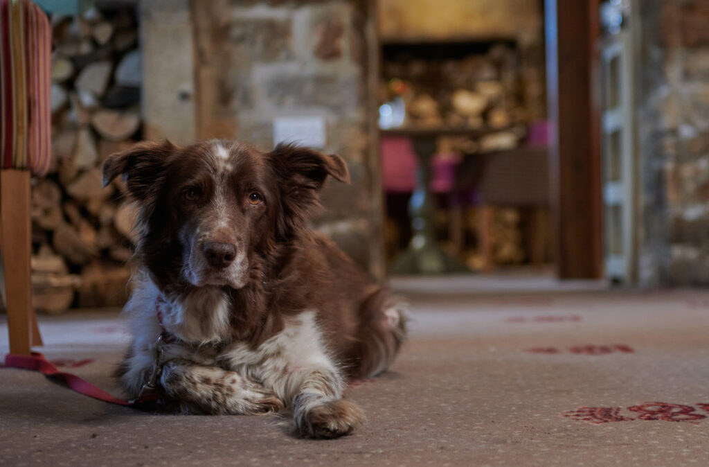 Dog laid on the floor