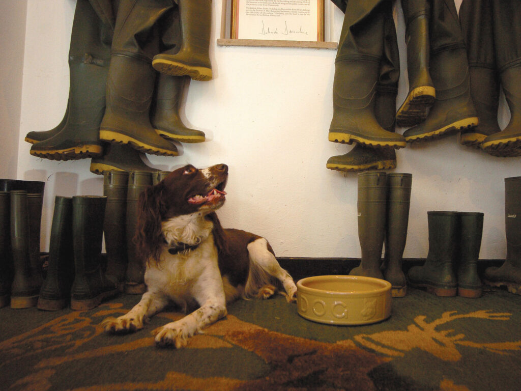 Dog sat in front of wellies