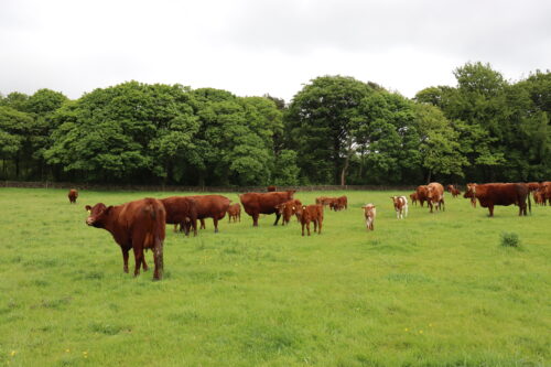 Featured image for Chatsworth Estate Sustainable Beef Farming