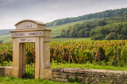 Featured image for Devonshire’s Guide to Burgundy Wines