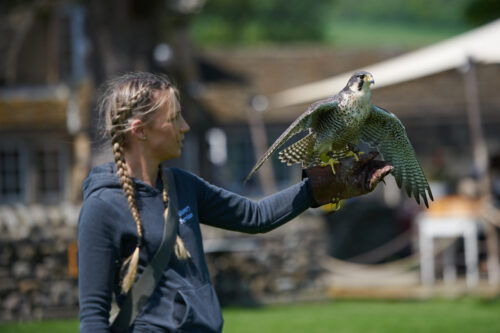 Featured image for Supplier feature: Falconry Services