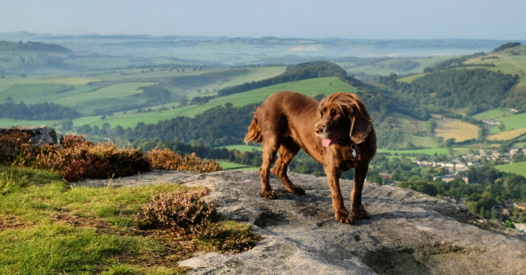 dog in the peak district