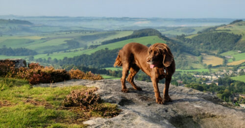 Featured image for 10 Reasons to Visit Our Dog Friendly Hotels in the Peak District