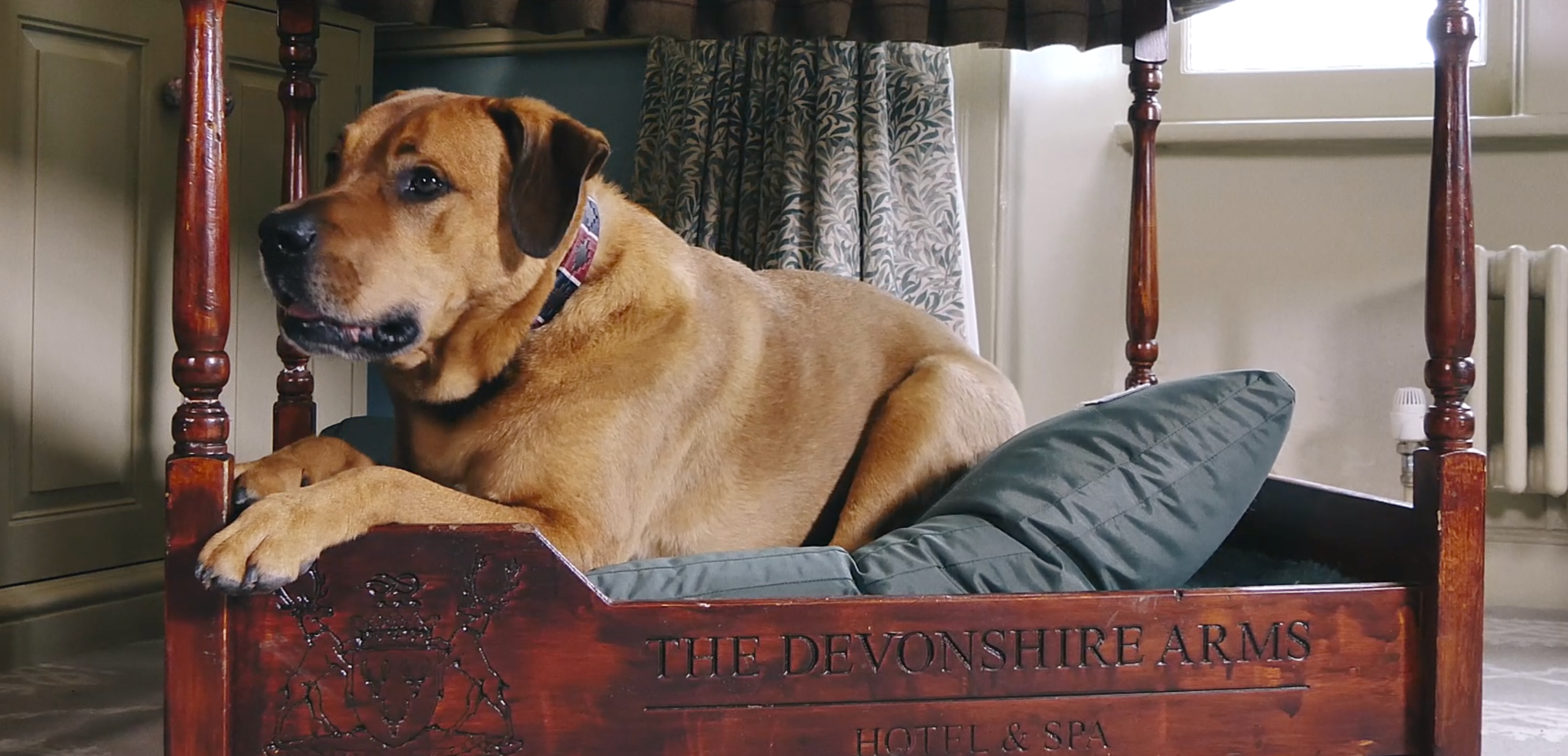 Dog sat in a four poster bed in a hotel bedroom