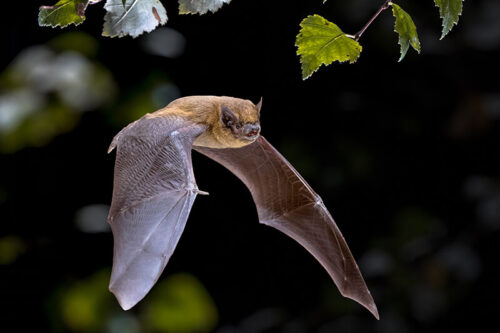 Featured image for Bat Walk at Bolton Abbey