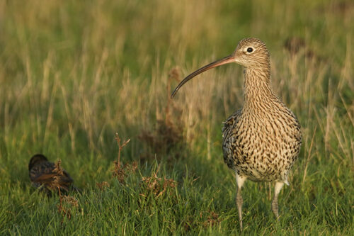 Featured image for Curlew & Endangered Wader Safaris