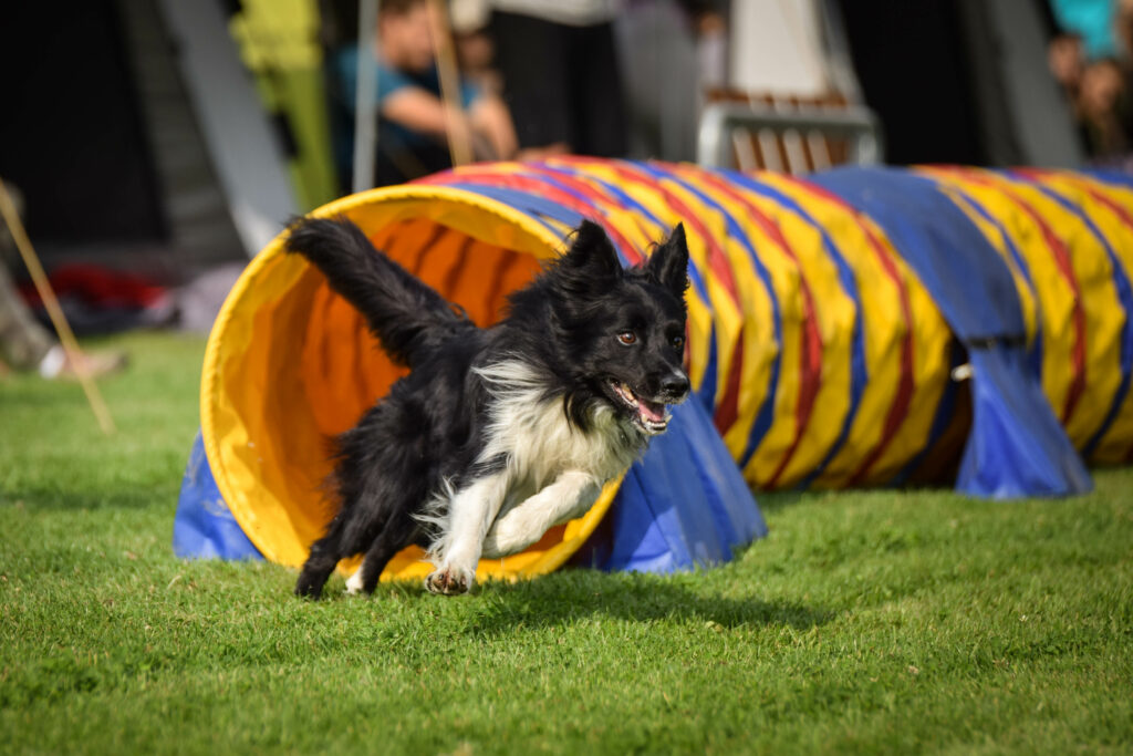 Dog agility